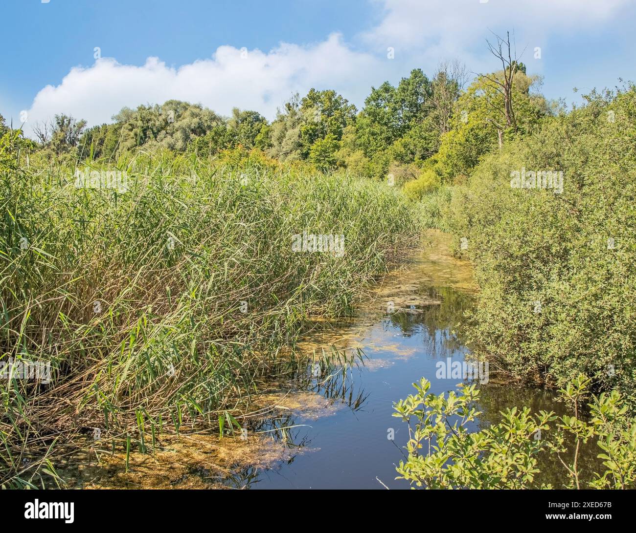 Eriskircher Ried bei Friedrichshafen Stockfoto