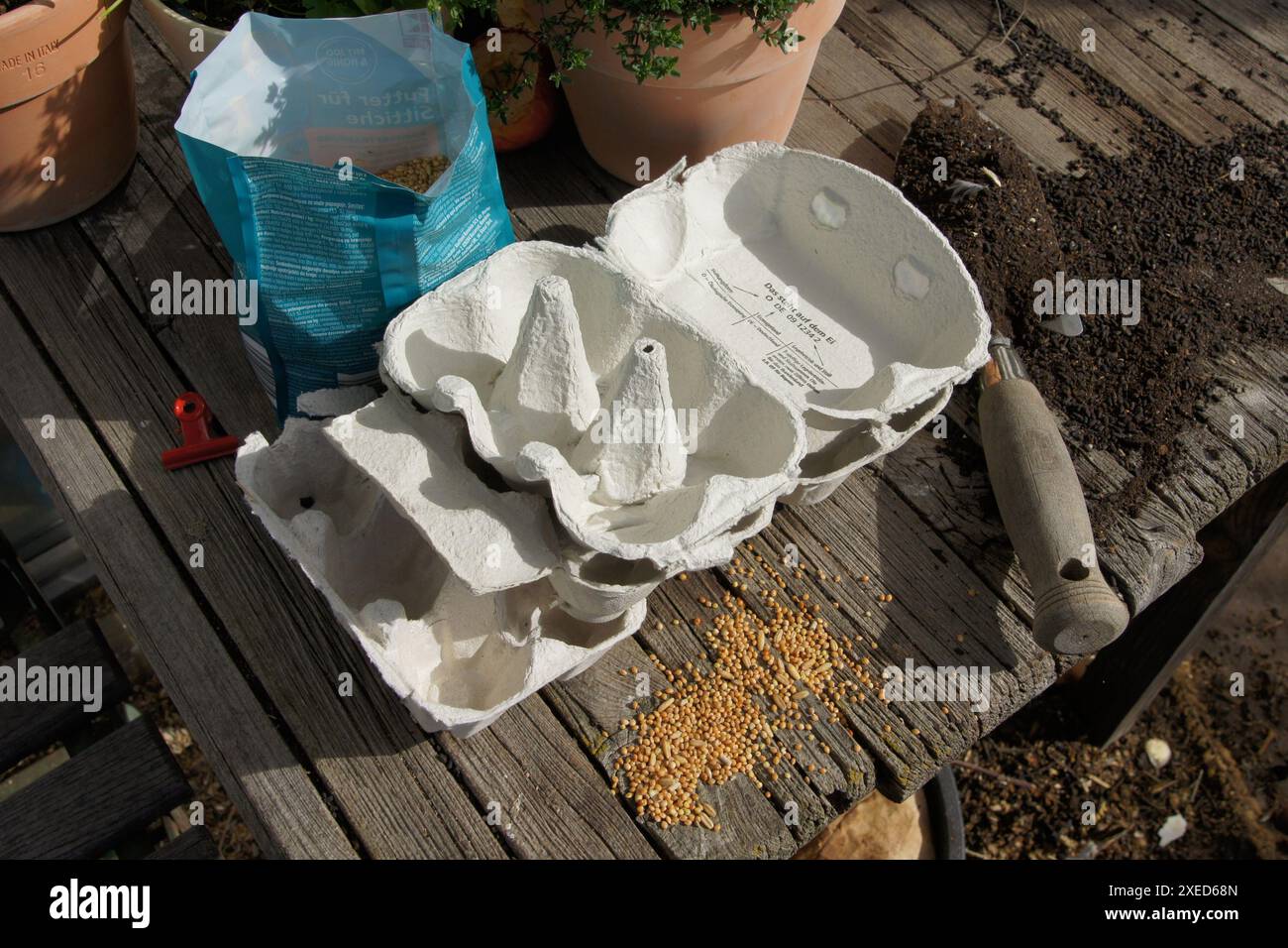 Eggboxen für Seed Stockfoto