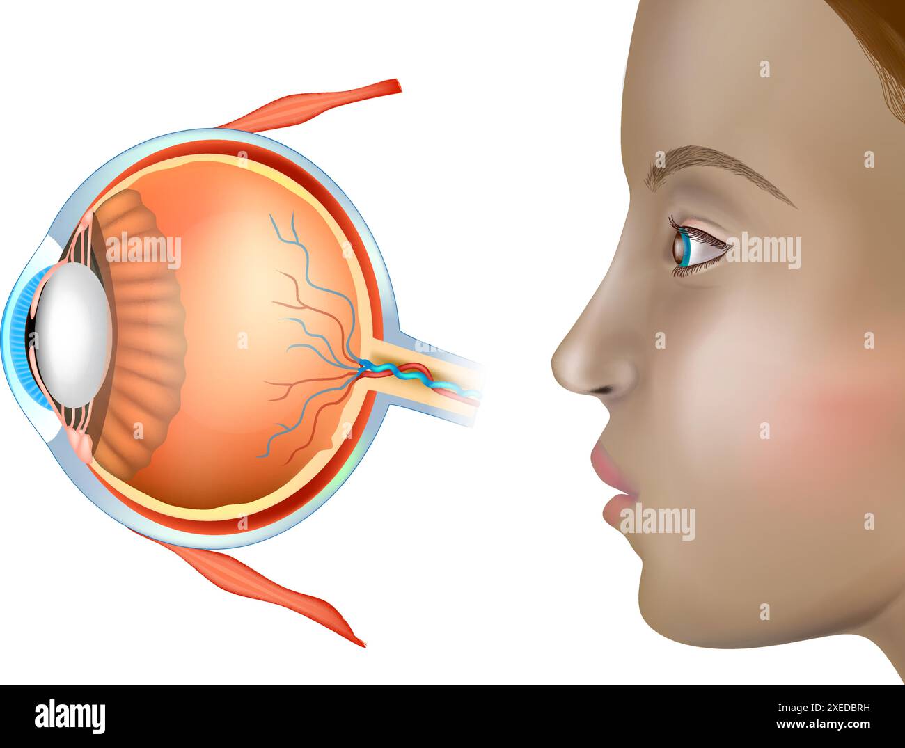 Medizinisches Poster mit menschlicher Augenanatomie. Hno-Heilkunde. Stock Vektor