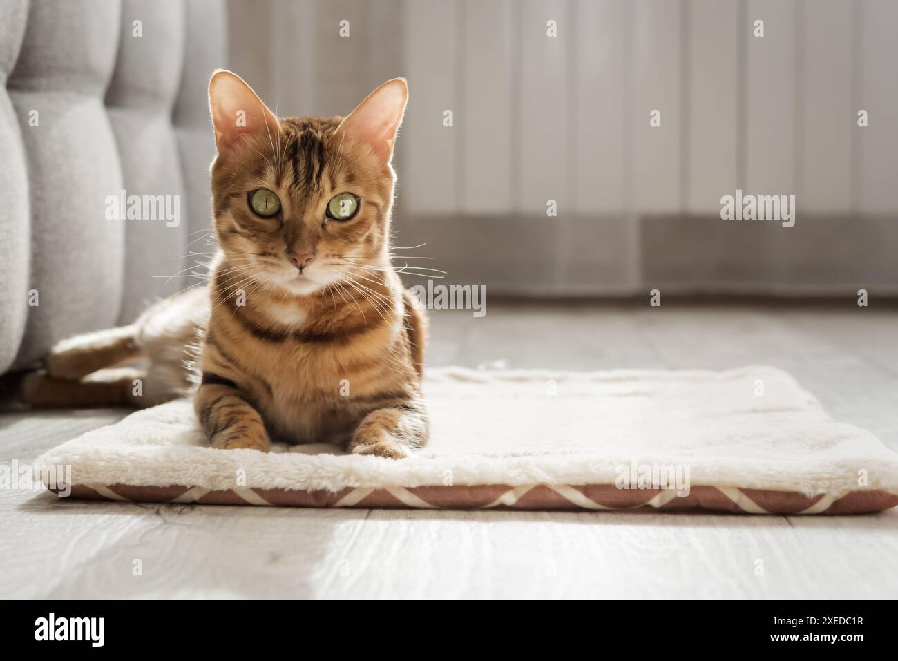 Eine bengalische Katze sitzt auf einem weichen, flauschigen Teppich. Stockfoto