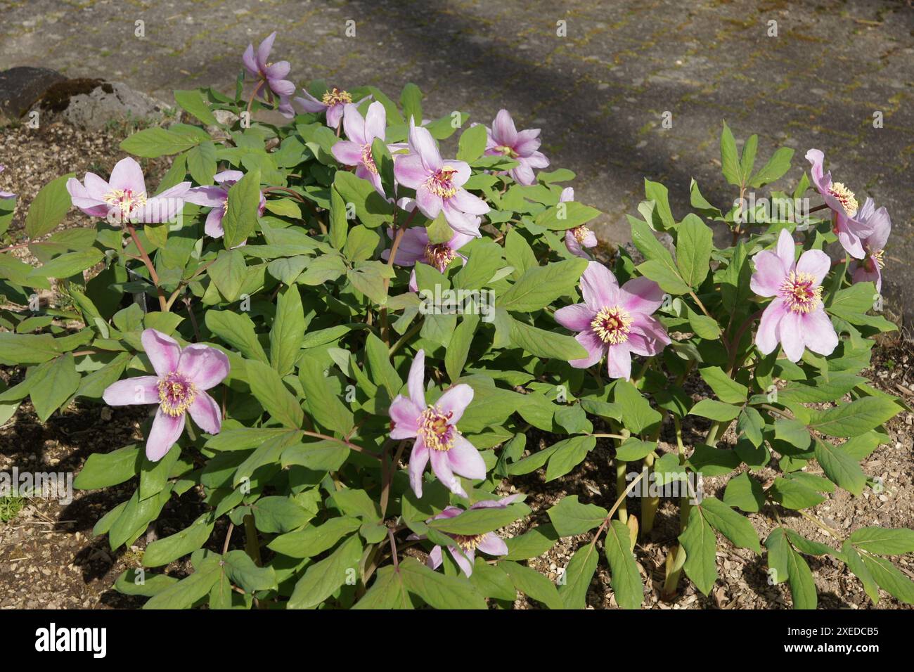 Paeonia kesrouanensis, syrische Pfingstrose Stockfoto