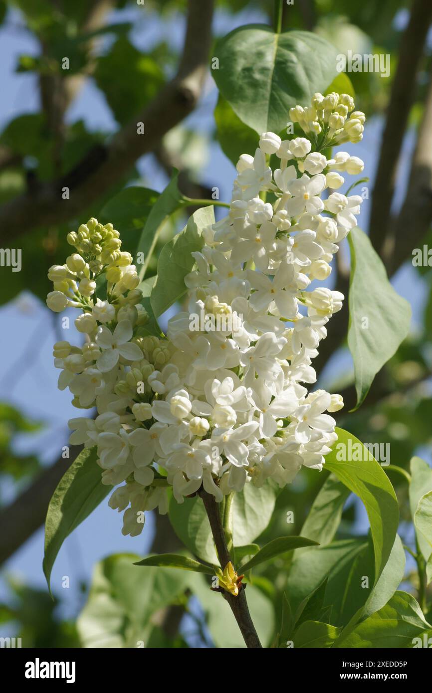Syringa Vulgaris, lila Stockfoto