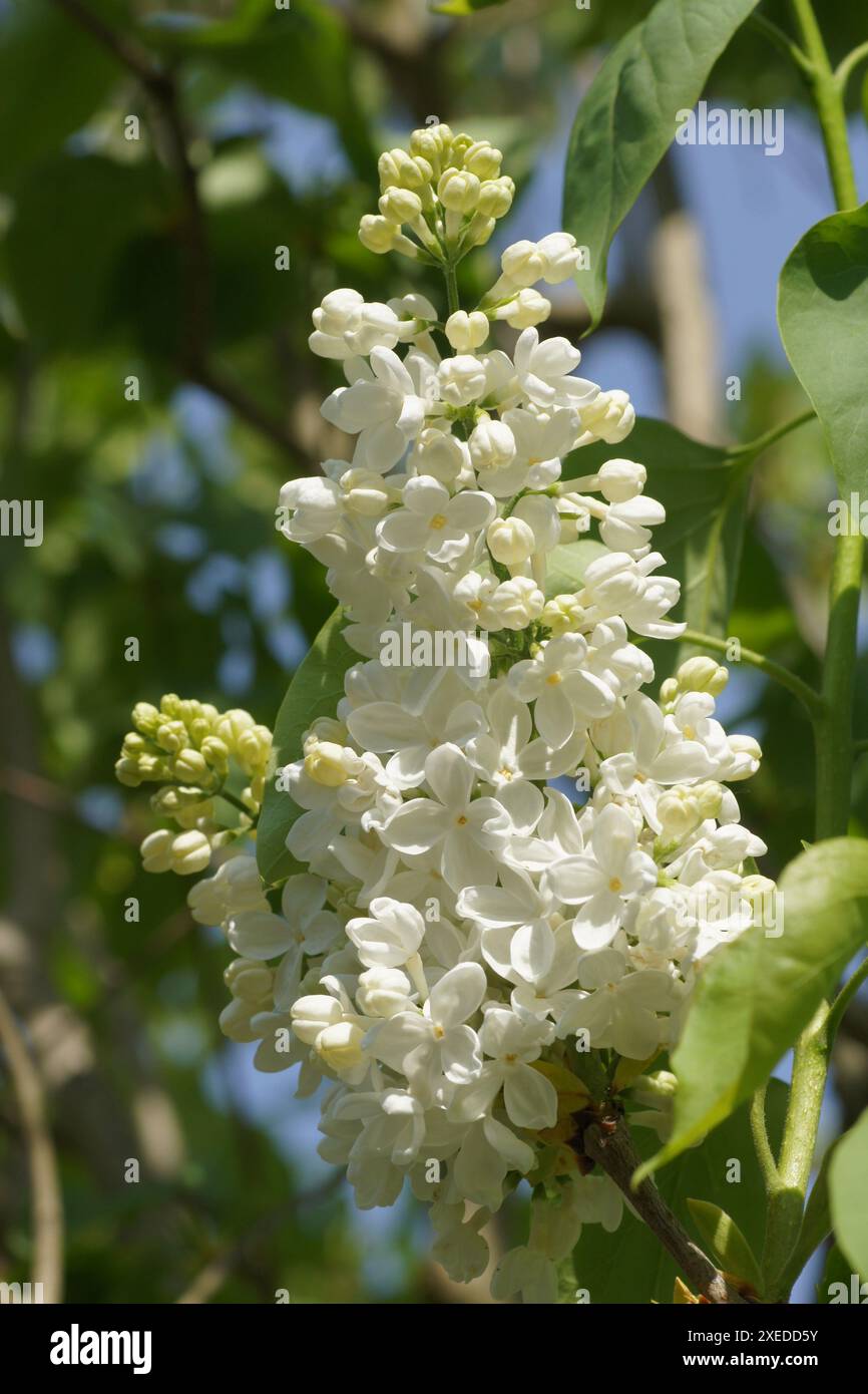 Syringa Vulgaris, lila Stockfoto