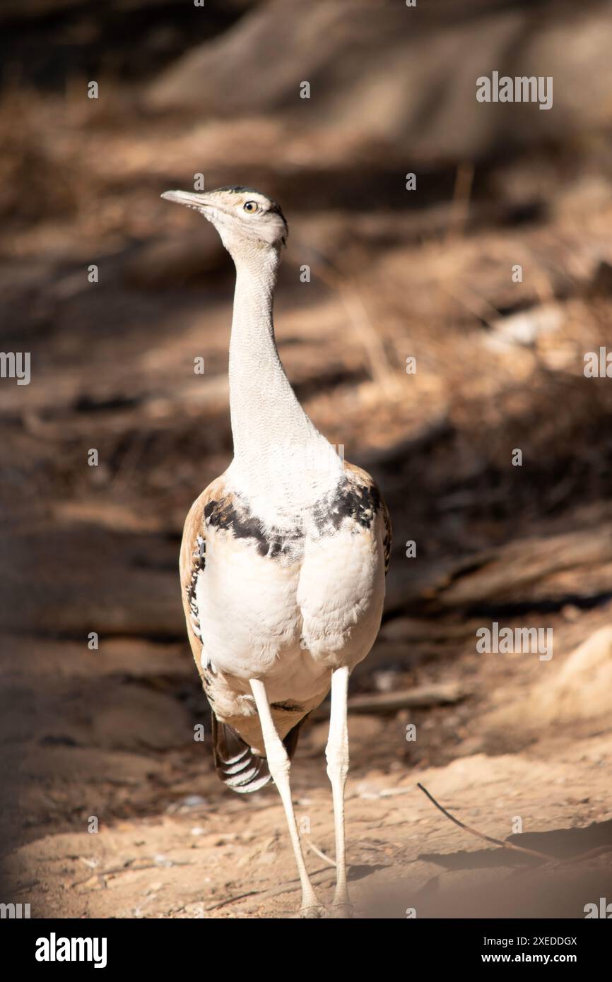 Die Australian Bustard ist einer der größten Vögel Australiens. Es handelt sich um einen hauptsächlich grau-braunen Vogel, gesprenkelt mit dunklen Markierungen, mit einem blassen Hals und schwarzem cr Stockfoto