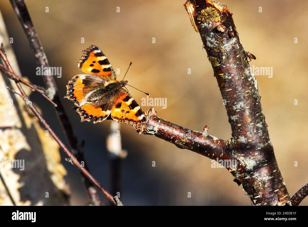 Schmetterling auf gebrochenem Birkenzweig ernährt sich von süßem Saft Stockfoto