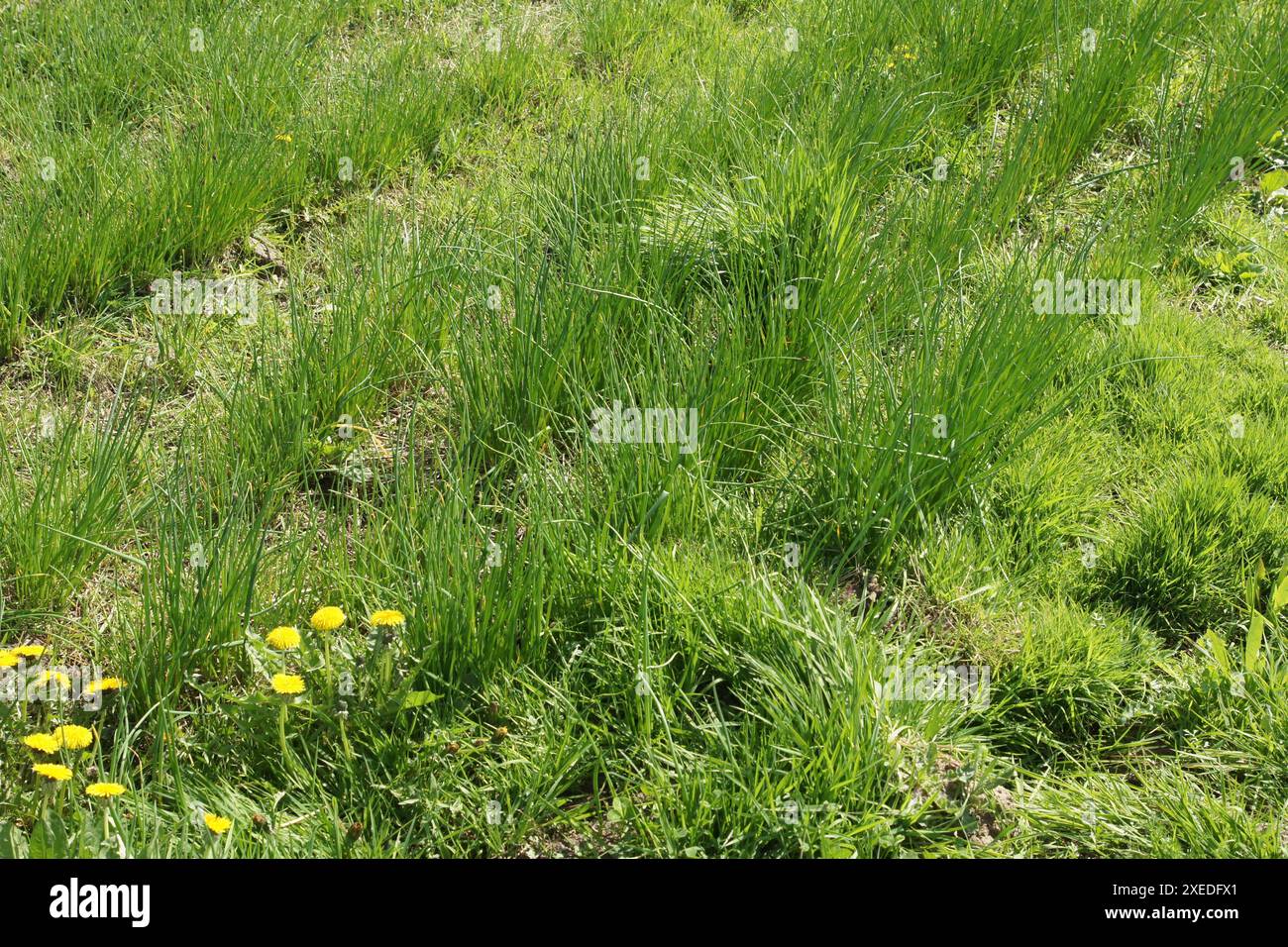 Allium schoenoprasum, Schnittlauch Stockfoto