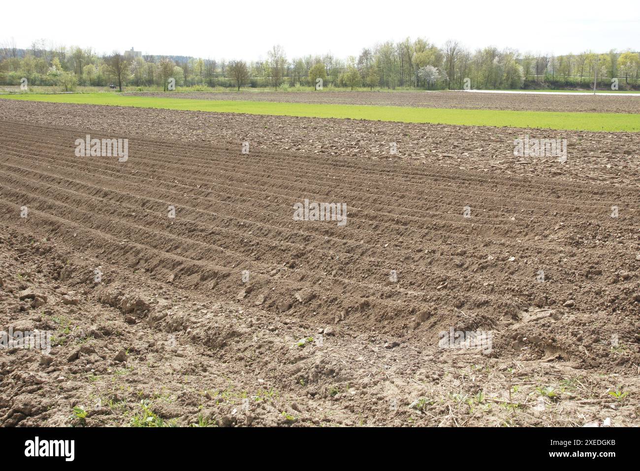 Solanum tuberosum, Kartoffel, Kultivierung Stockfoto