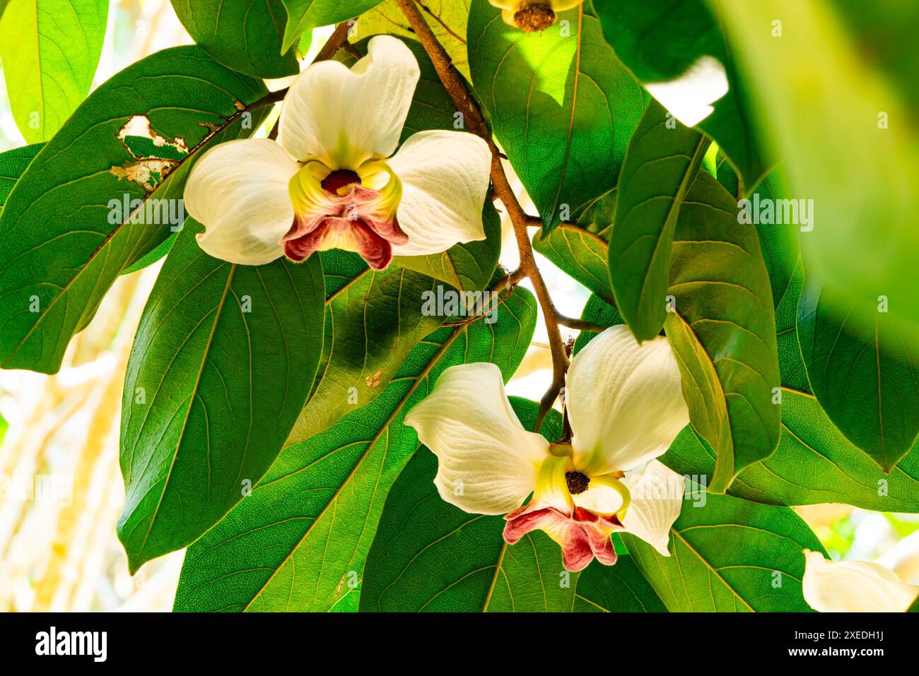 Blühende seltene Blüte Mitrephora sirikitiae Blüten an einem Zweig des Baumes. Stockfoto
