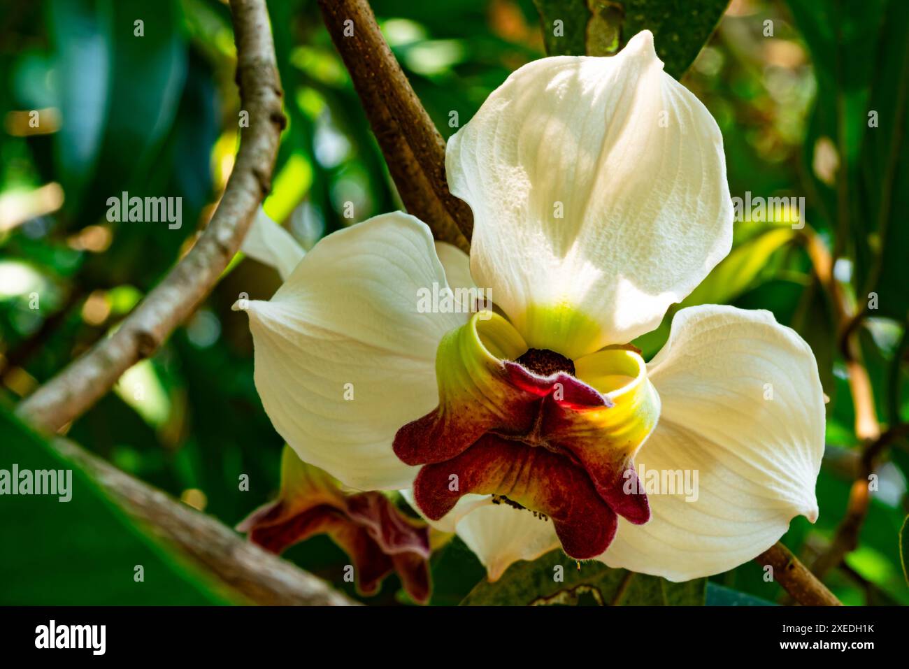 Blühende Einzelblume Mitrephora sirikitiae Blüten an einem Zweig des Baumes. Stockfoto