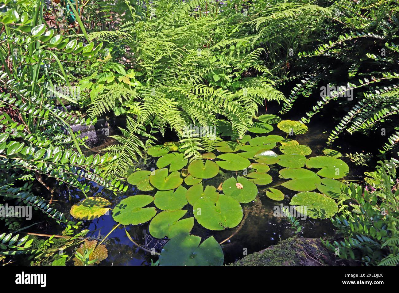 Fertigteiche als Dekoration für Gärten ein Fertigteich aus Kunststoff im Stil von einem Naturteich umrahmt von üppiger Vegetation *** Fertigteiche als Dekoration für Gärten Ein Fertigteich aus Kunststoff im Stil eines Naturteichs umgeben von üppiger Vegetation Stockfoto