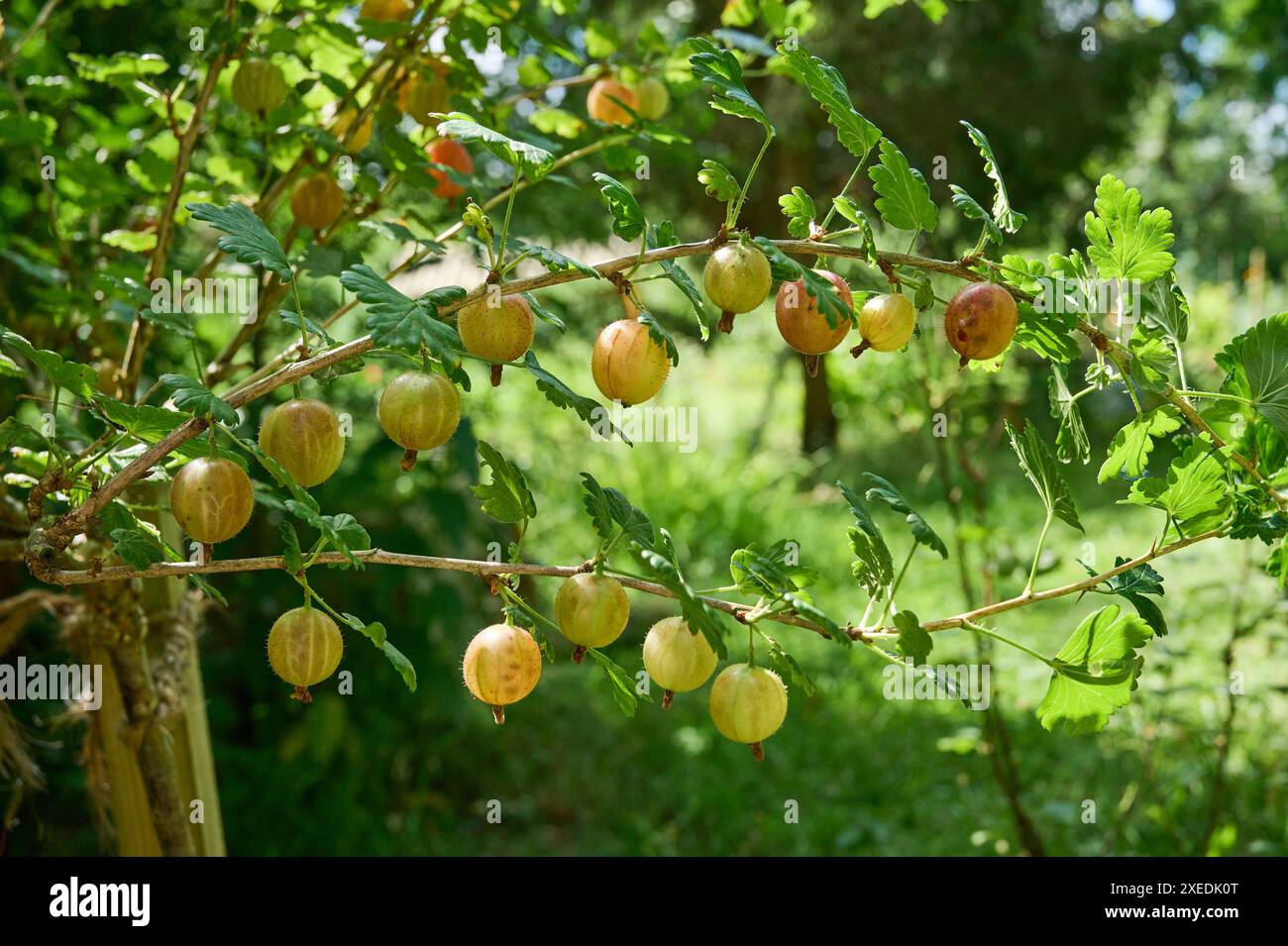 Natur Rote Stachelbeere Fruechte der Roten Stachelbeere Ribes uva-crispa. Die Stachelbeere ist eine Pflanzenart aus der Gattung Ribes innerhalb der Familie der Stachelbeergewaechse Grossulariaceae. Die Stachelbeere wird etwa seit dem 16. Jahrhundert als Beerenobst angebaut. 23.6.2024 *** Natur Rote Stachelbeerfrüchte der roten Stachelbeere Ribes uva crispa die Stachelbeere ist eine Pflanzenart der Gattung Ribes innerhalb der Stachelbeerfamilie Grossulariaceae die Stachelbeere wird seit etwa dem 16. Jahrhundert als weiche Frucht angebaut 23 6 2024 Stockfoto