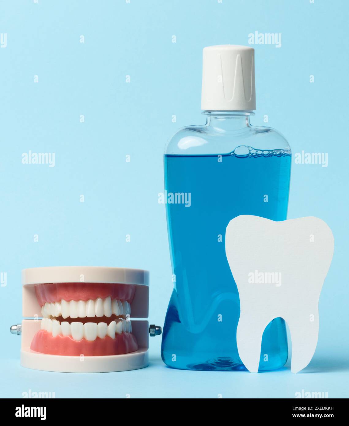 Menschliches Kiefermodell, Mundspülung auf blauem Hintergrund, Mundhygiene Stockfoto