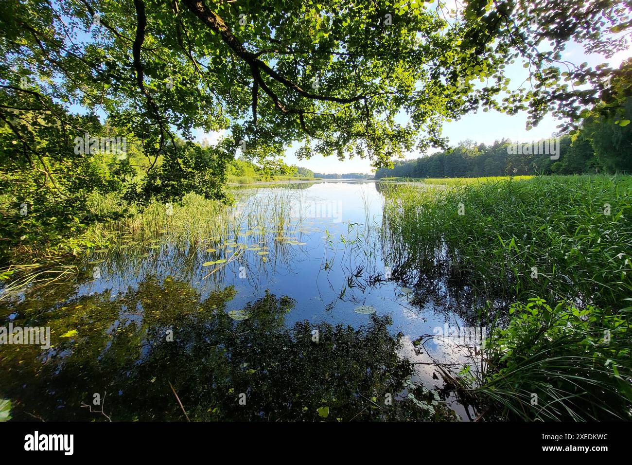 Mikolajki Themenfoto: Polen, Masuren, Natur, Landschaft, See, 26.06.2024 die Seenlandschaft in den polnischen Mazuren ist urprünglich und reizvoll Themenfoto: Polen, Masuren, Natur, Landschaft, See, 26.06.2024 *** Mikolajki Themenfoto Polen, Mazury, Natur, Landschaft, See, 26 06 2024 die Seenlandschaft in der Polnischen Mazury ist unberührte und charmante Themenfoto Polen, Mazury, Natur, Landschaft, See, 26 06 2024 Copyright: xAugstx/xEibner-Pressefotox EP jat Stockfoto