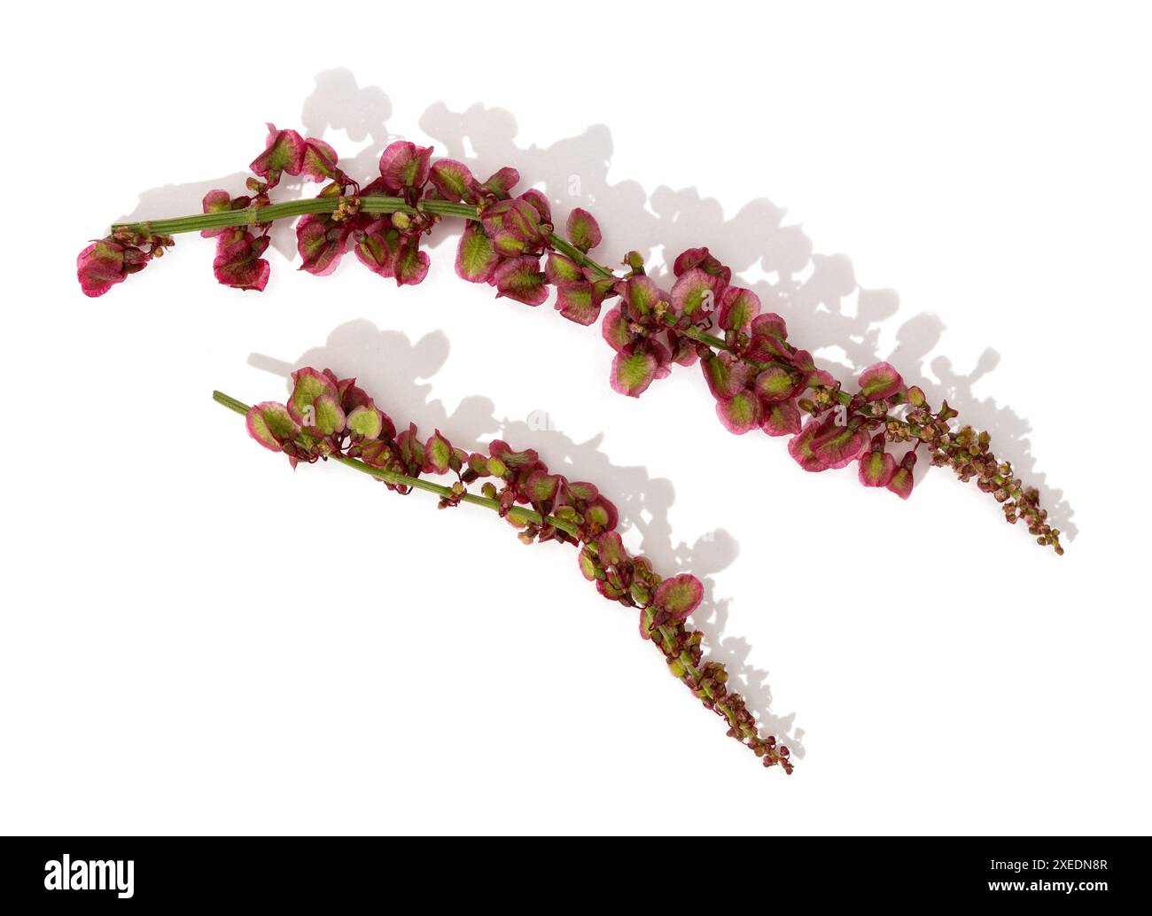 Sauerampfer oder Rumex acetosa Blüten Zweig isoliert auf weißem Hintergrund Stockfoto