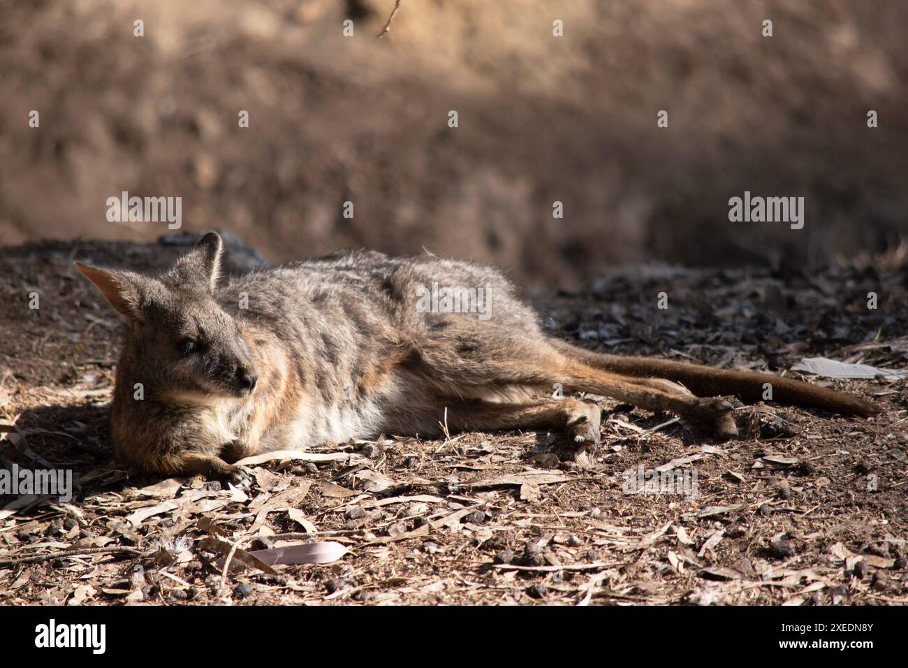 Das Rothalswallaby hat hauptsächlich Tawny Grey Fur, mit Einer weißen Brust und Bauch und Einem dunkelbraunen Maul, Pfoten und Füßen. Stockfoto