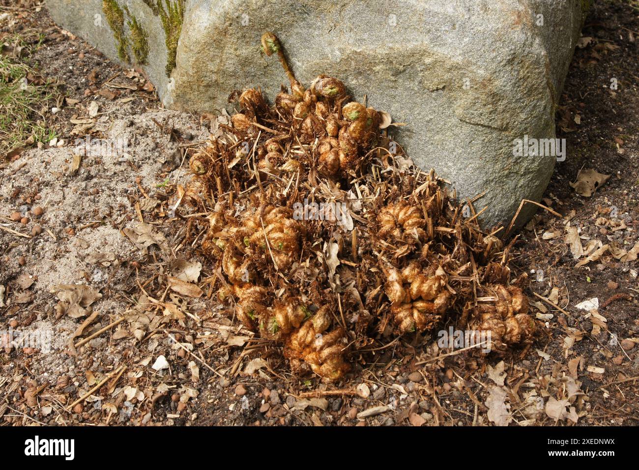 Dryopteris carthusiana, Dornfarn Stockfoto