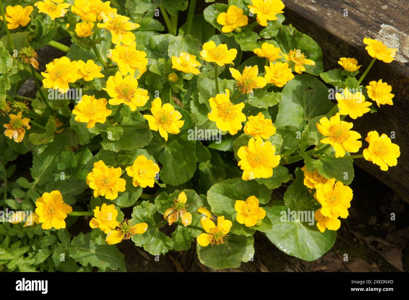 Caltha polypetala, kaukasischer Sumpfbarsch Stockfoto