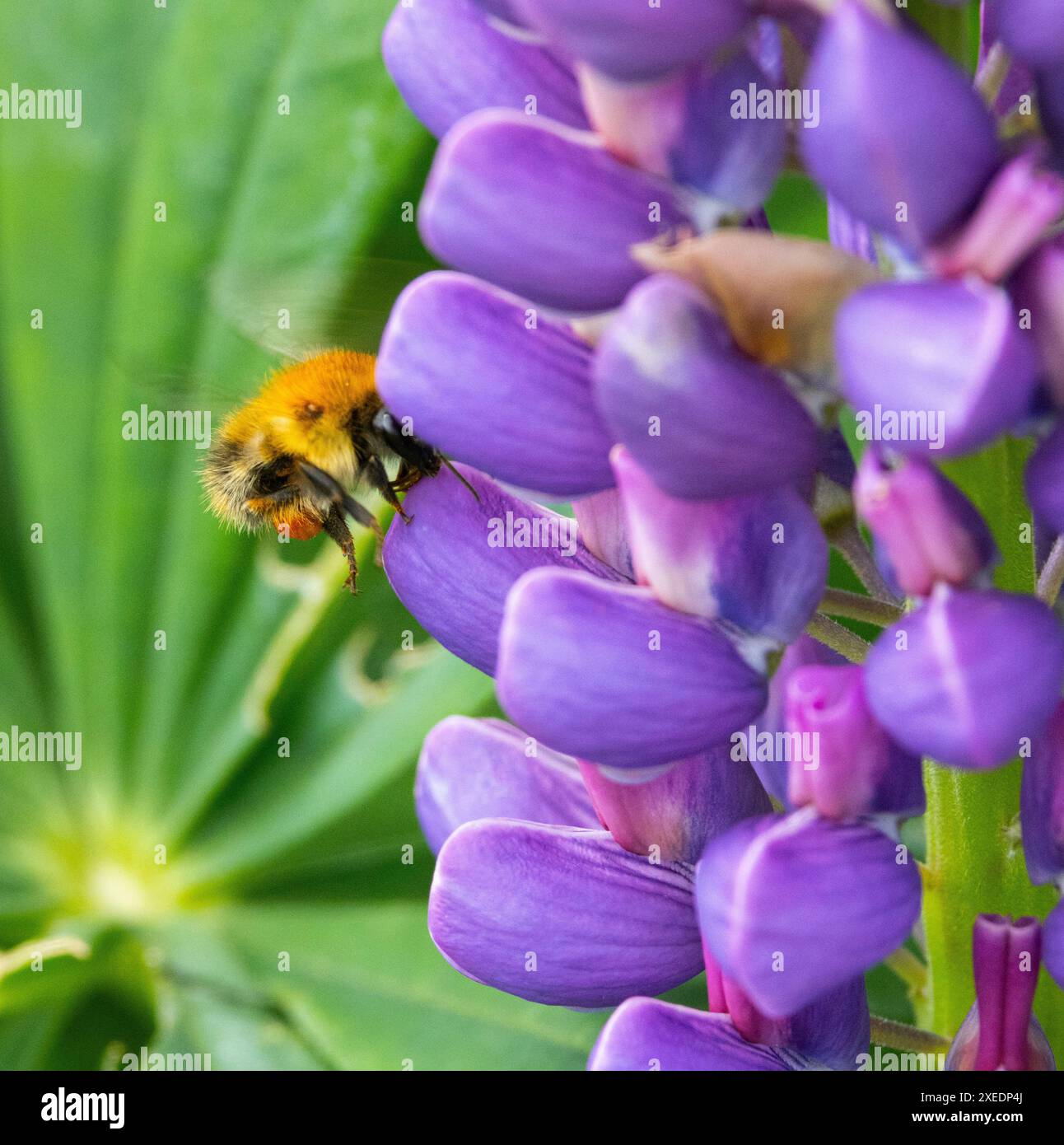 Die Early Bumble Bee ist früher in der Saison aktiv als die meisten anderen Verwandten. Sie sind offensichtliche Gartenbesucher im Frühjahr, die Pollen sammeln Stockfoto