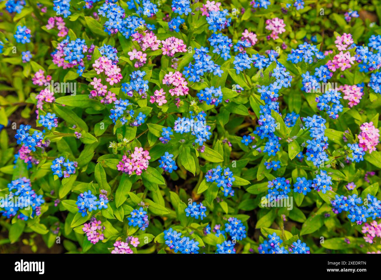 Elektrisches Blau und rosa Garten Vergissmeinnicht Blumen inmitten grüner Blätter Stockfoto