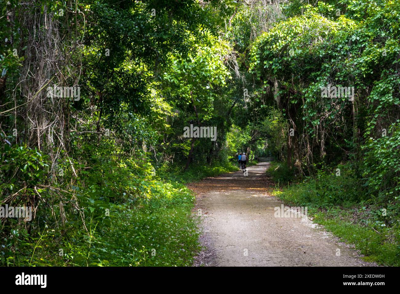 Blick vom Lake Apopka Loop Trail, Florida Stockfoto
