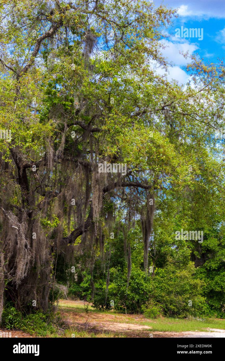 Blick vom Lake Apopka Loop Trail, Florida Stockfoto