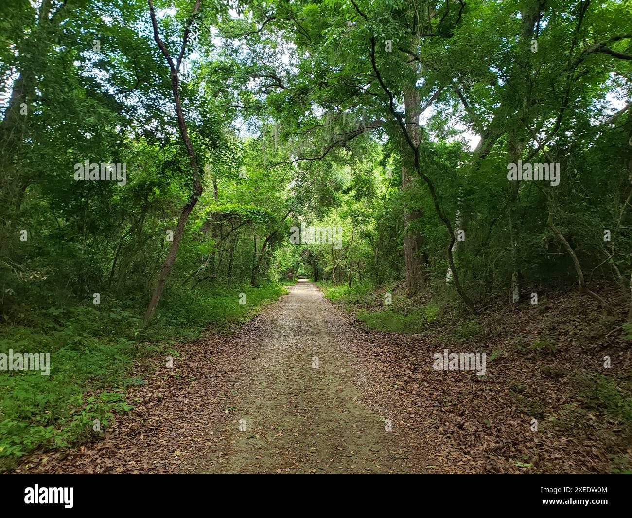 Blick vom Lake Apopka Loop Trail, Florida Stockfoto