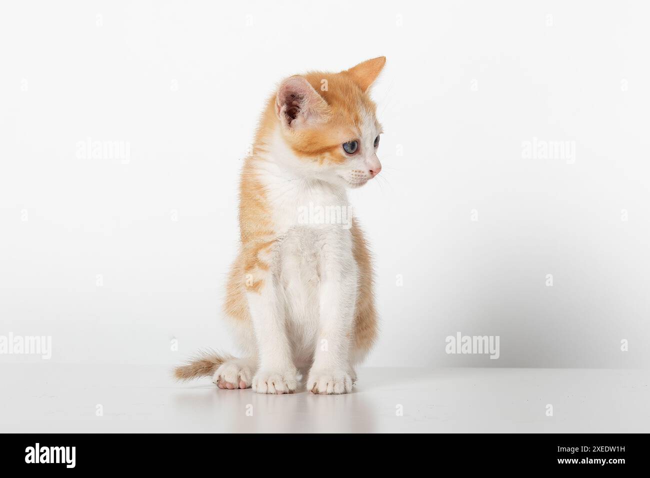 Entzückender zweifarbiger orangefarbener Tabby Kitten, der rechts aussieht, isoliert auf weißem Hintergrund Stockfoto