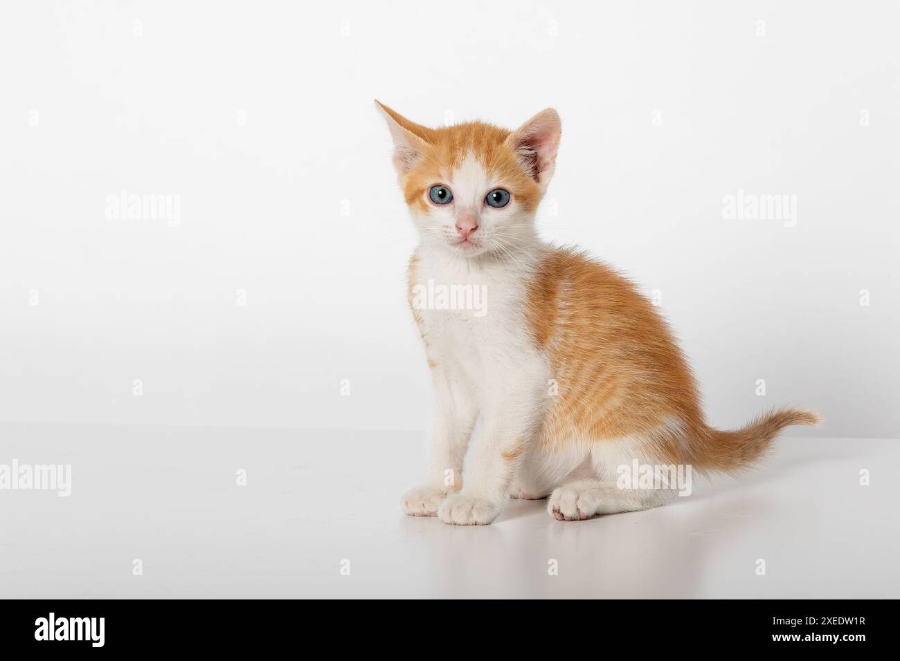 Entzückendes zweifarbiges Orange Tabby Baby Kitten sitzend und schauend Kamera isoliert auf weißem Hintergrund Stockfoto