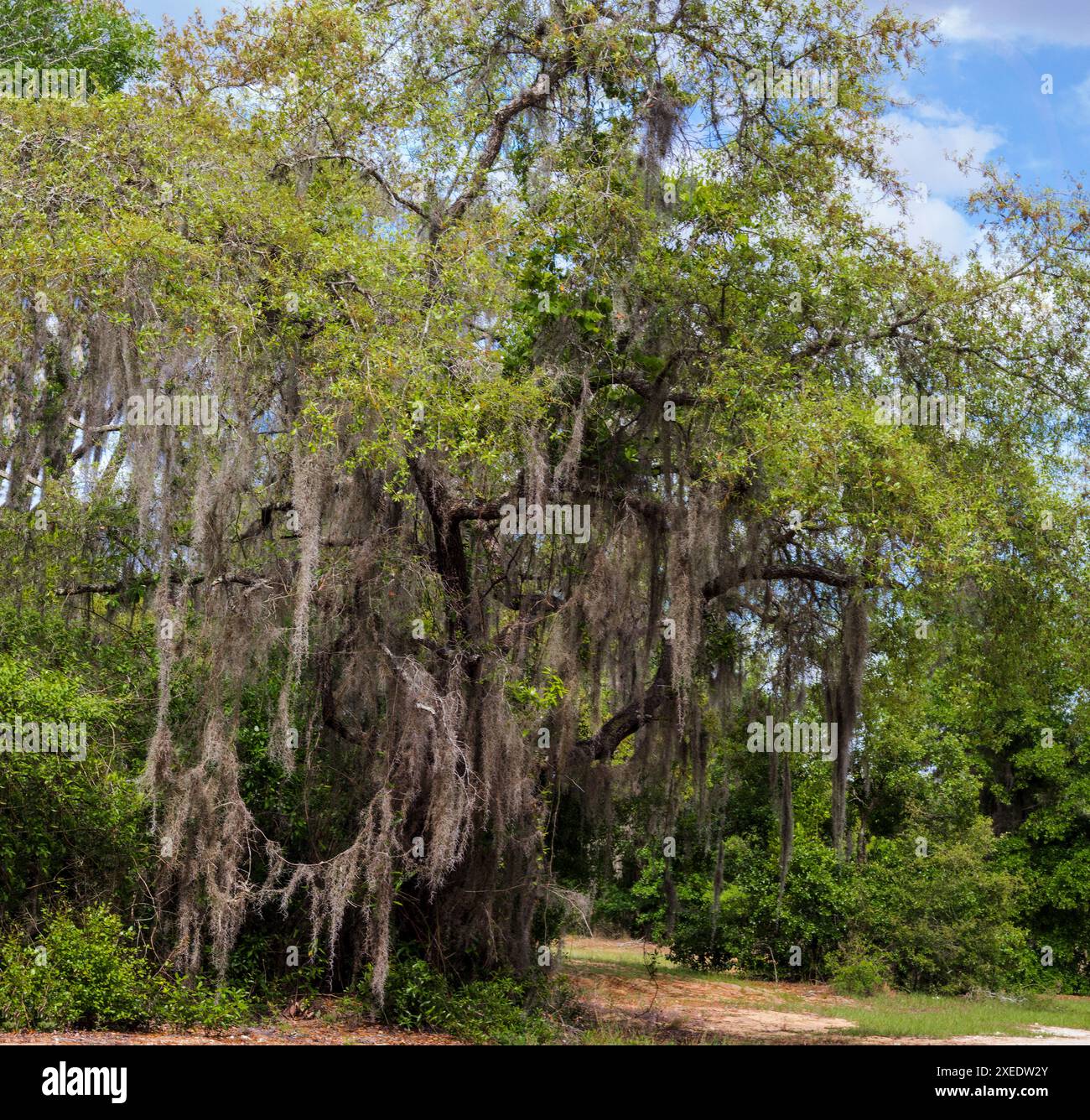 Blick vom Lake Apopka Loop Trail, Florida Stockfoto