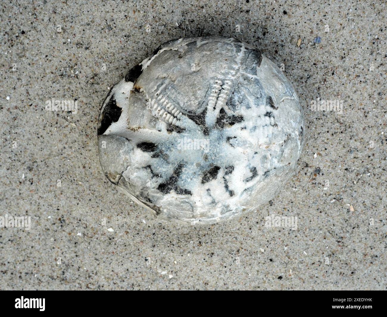 Fossile Seeigel im Ostseeraum aus der paläogenen und neogenen Zeit entstanden durch Sedimentablagerung und Mineralisierung. Stockfoto