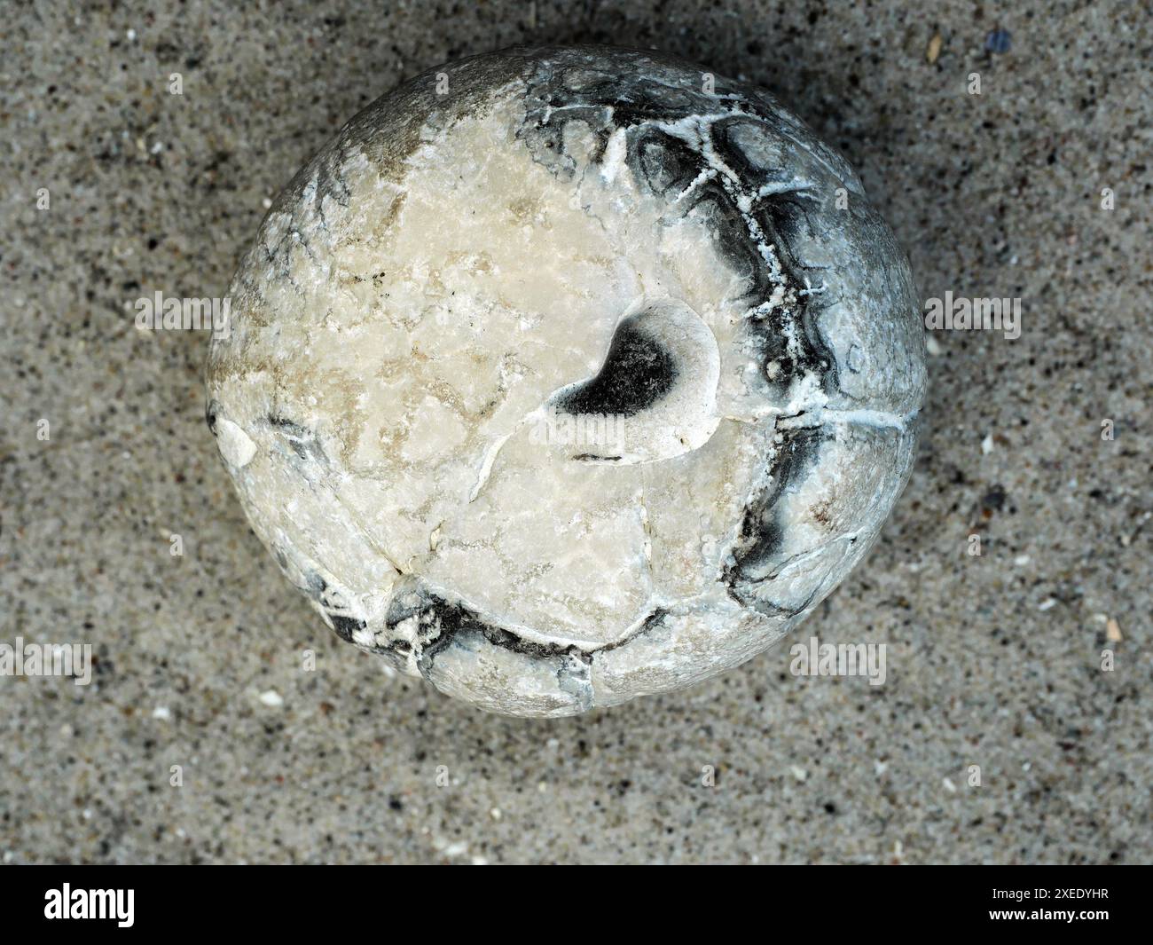 Fossile Seeigel im Ostseeraum aus der paläogenen und neogenen Zeit entstanden durch Sedimentablagerung und Mineralisierung. Stockfoto