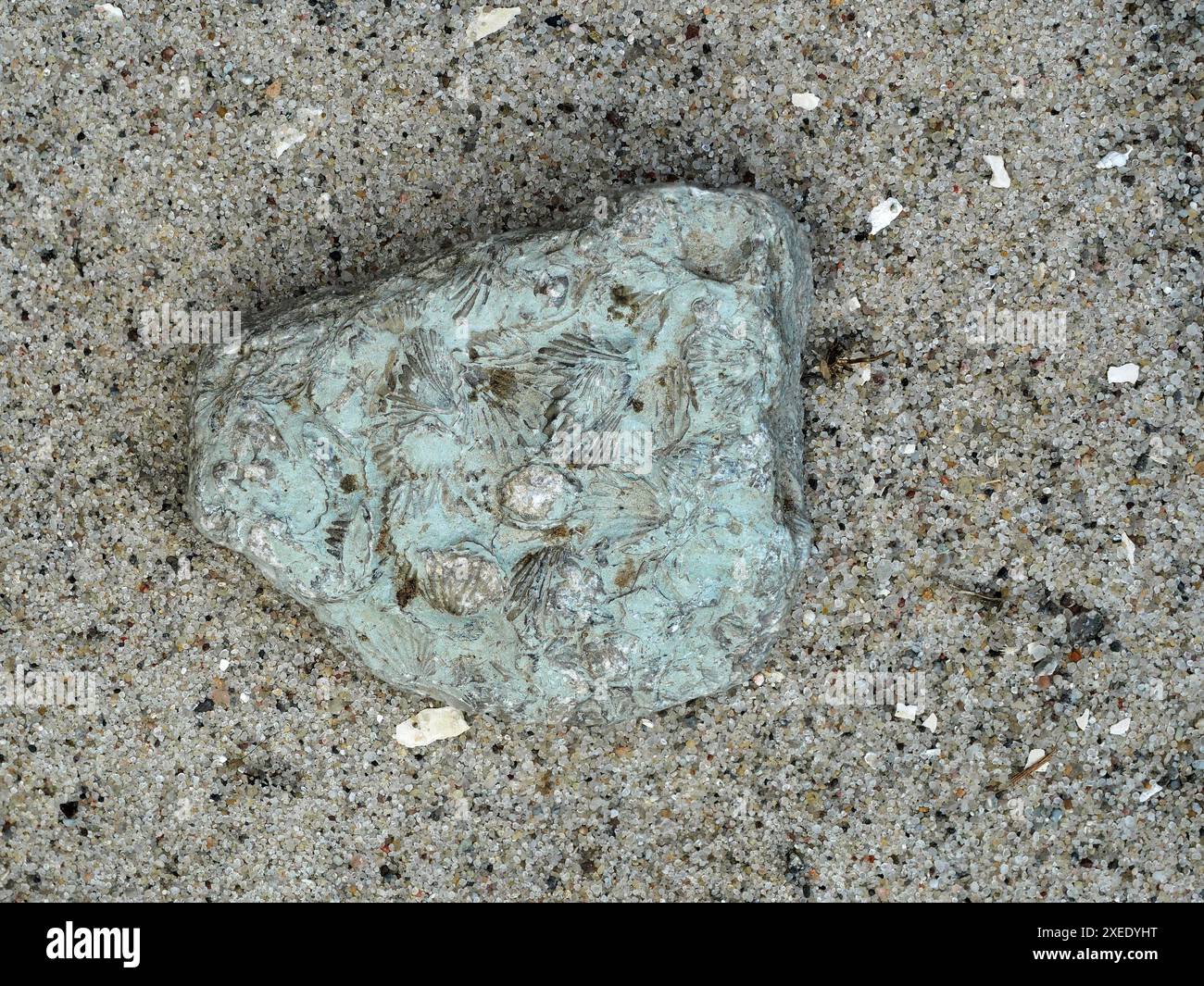 Erkunden Sie fossile Kalksteinplatten aus Rügen mit versteinerten Brachiopoden, die Einblicke in die uralte Meereswelt bieten. Stockfoto