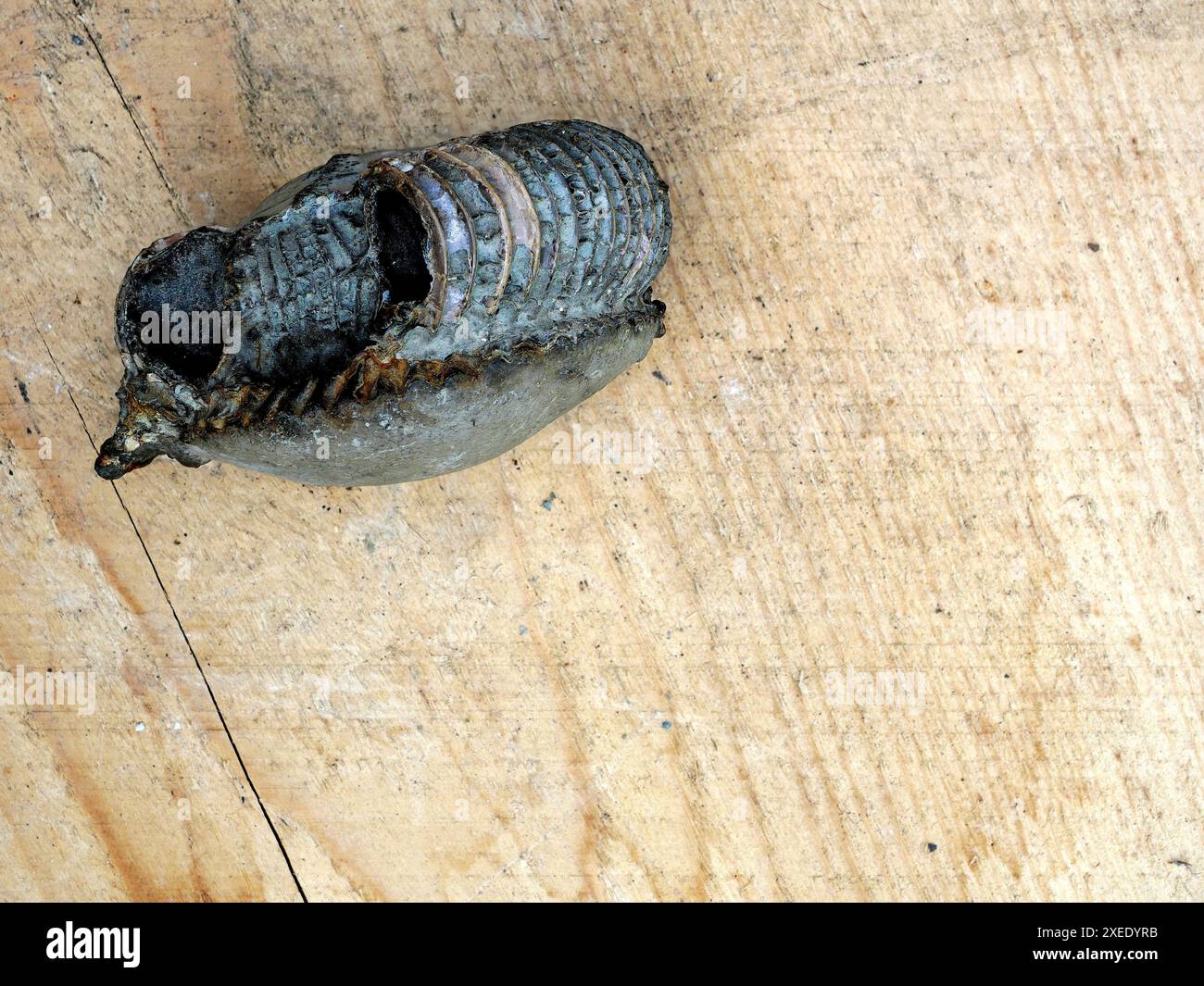 Fossiler, teilweise irisierender Ammoniit bietet Einblicke in mesozoische Meeresökosysteme und Evolutionsgeschichte, selten und wertvoll. Stockfoto