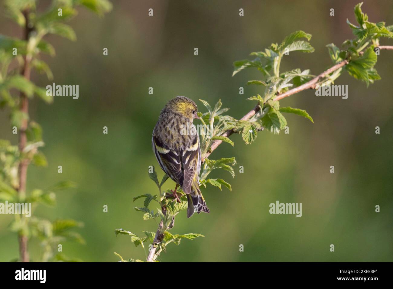 Eine weibliche eurasische Siskin (Carduelis Spinus) von hinten gesehen, die auf einem Himbeerstiel (Rubus idaeus) sitzt und seine Schwanzfedern zeigt Stockfoto