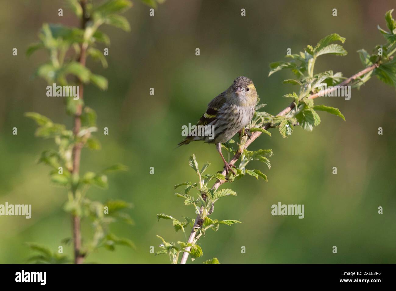 Eine weibliche eurasische Siskin (Carduelis Spinus), die im Frühjahr auf einem Himbeerstiel (Rubus idaeus) thronte Stockfoto