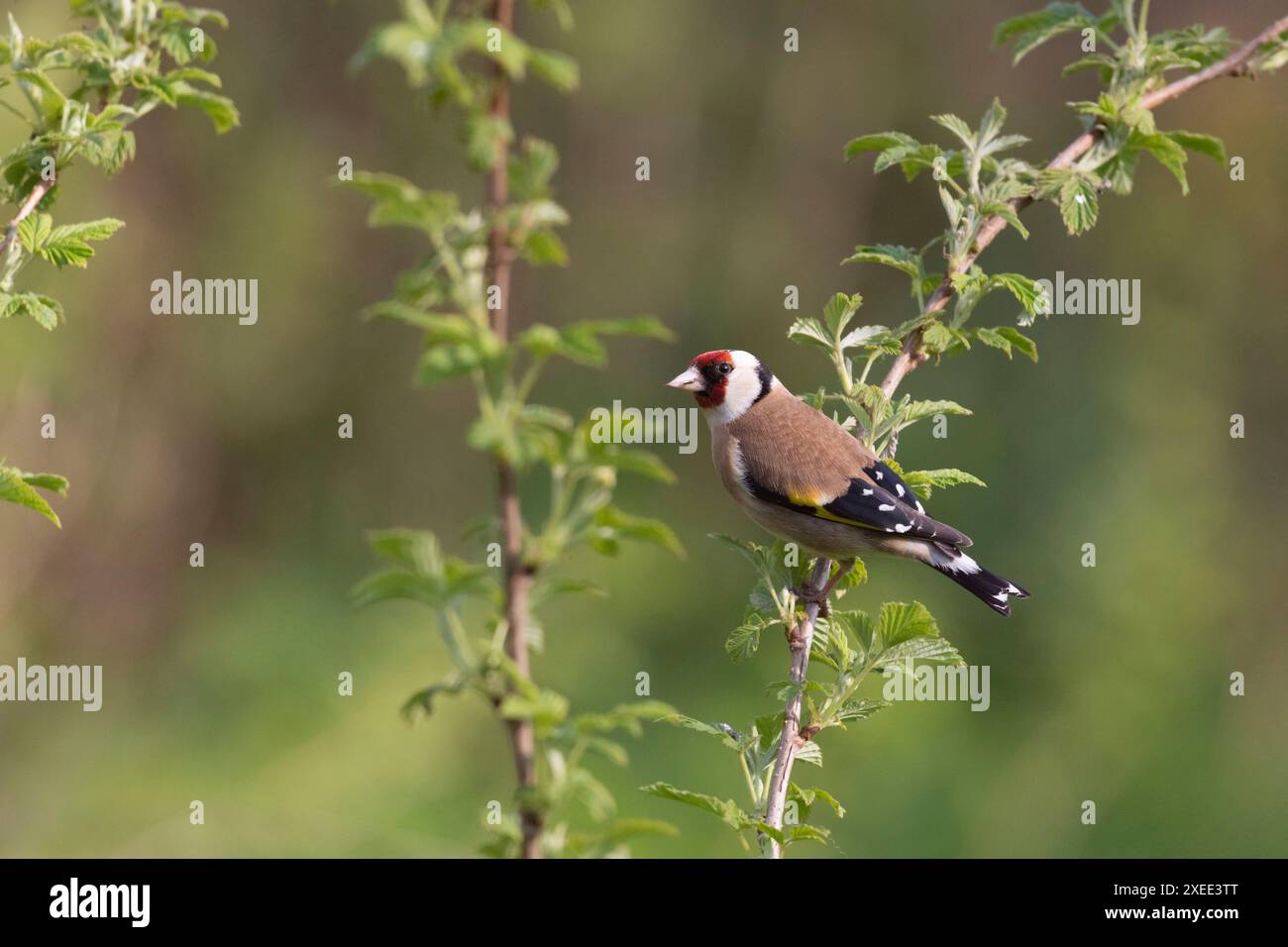 Ein Goldfinch (Carduelis Carduelis), der im Frühjahr auf einem Himbeerstiel (Rubus idaeus) thronte Stockfoto