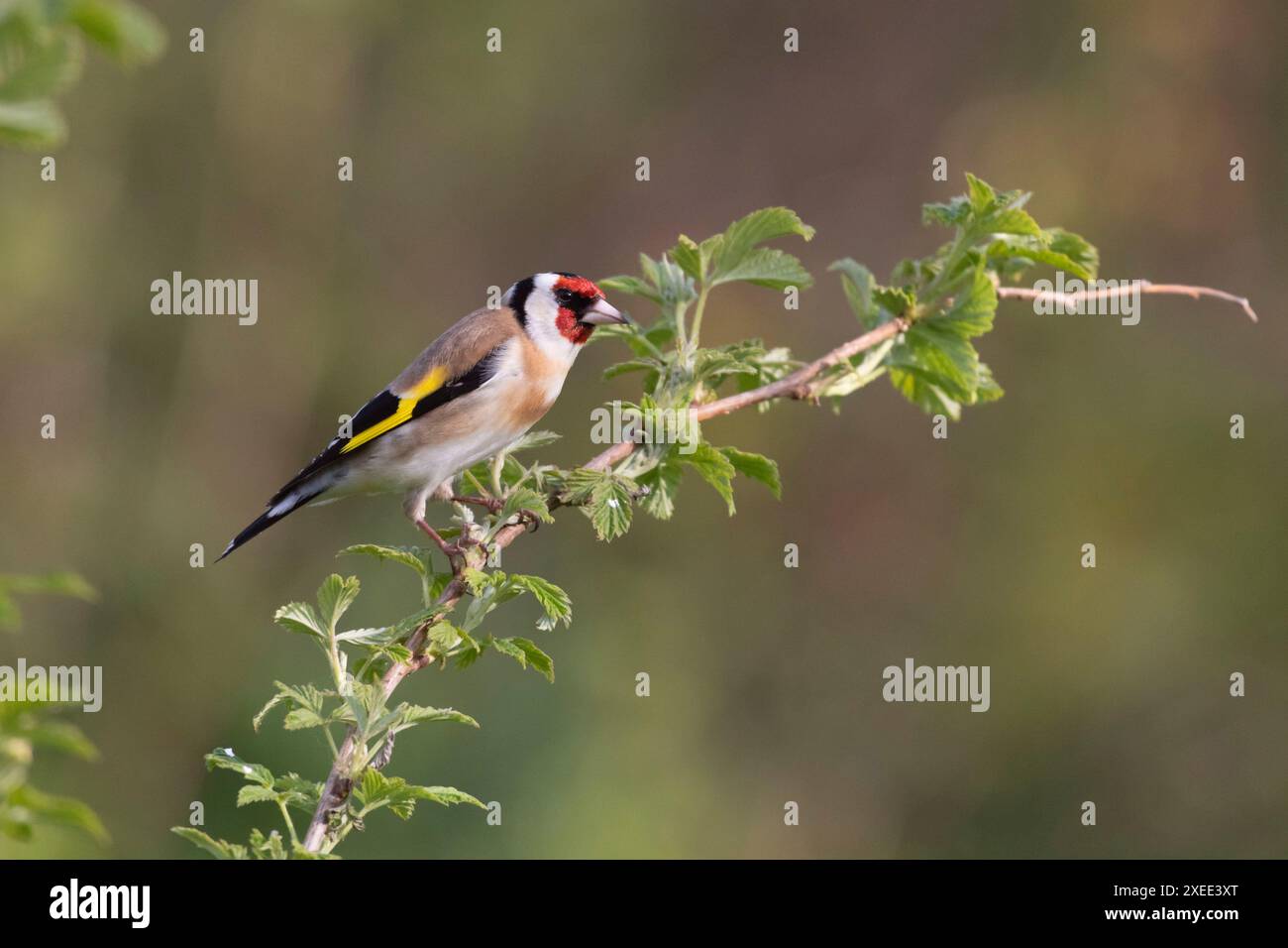Ein Goldfinch, oder Rotkappe, (Carduelis Carduelis), der im Frühjahr auf einem Himbeerstiel (Rubus idaeus) thront Stockfoto