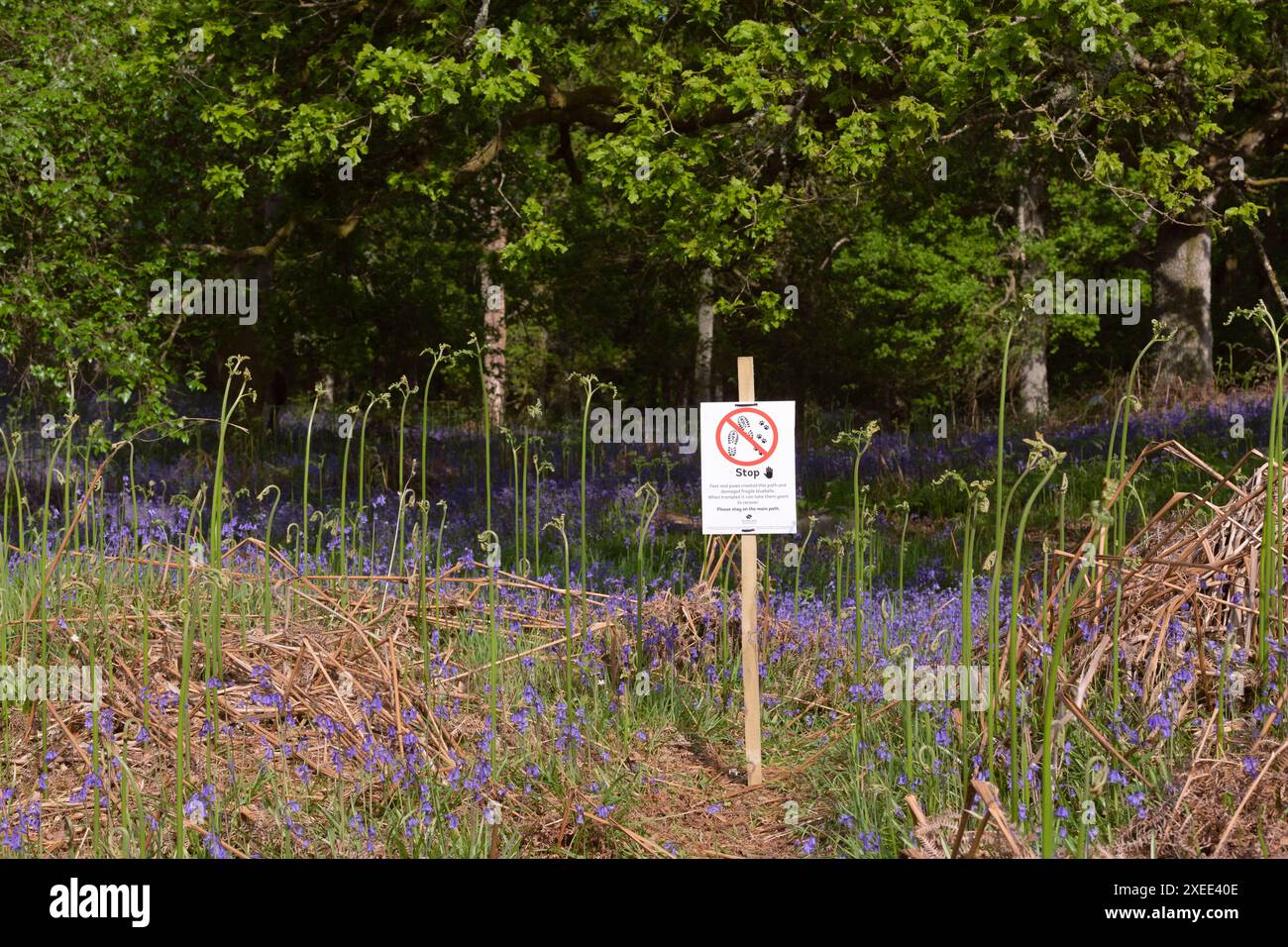 Stoppschild am Kinclaven Bluebell Wood, mit dem Besucher auf dem Hauptpfad bleiben sollen, um Schäden an den einheimischen Bluebells (Hyacinthoides non-Scripta) zu vermeiden Stockfoto