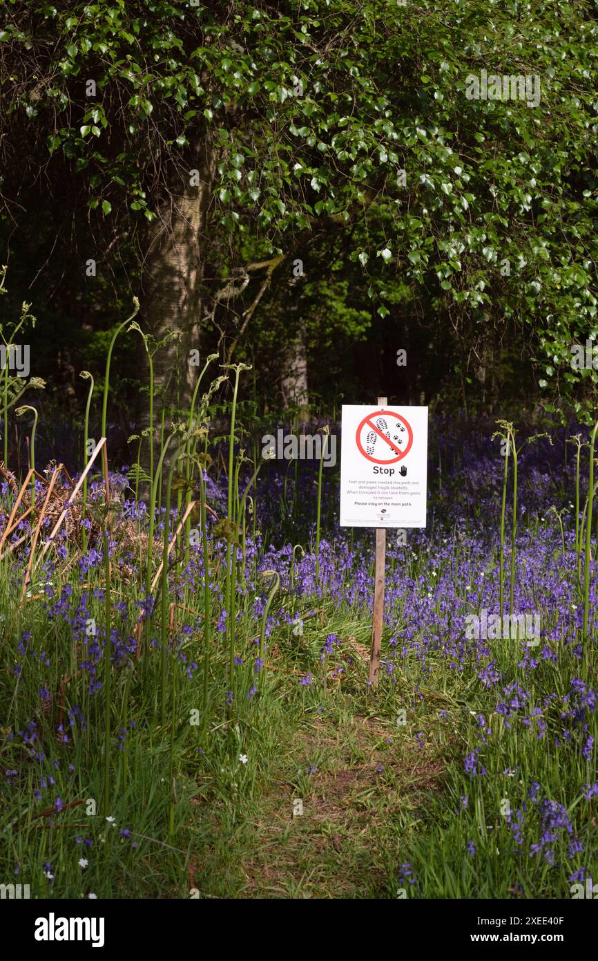 Stoppschild am Kinclaven Bluebell Wood, mit dem Besucher auf dem Hauptpfad bleiben und die zerbrechlichen Bluebells (Hyacinthoides non-Scripta) nicht beschädigen sollen Stockfoto
