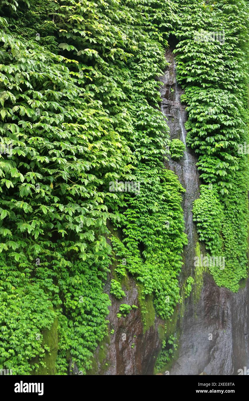 Melanting Waterfall in Munduk, Bali in Indonesien Stockfoto