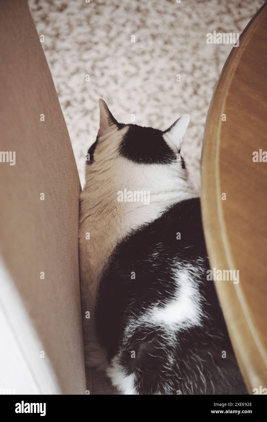 Katze sitzt zu Hause auf einem Stuhl Stockfoto