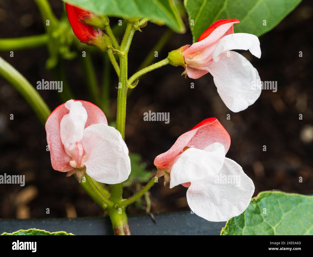 Rote und weiße Sommerblumen des Zwergs, nicht kletternde Laufbohne, Phaseolus coccineus „Hestia“ Stockfoto