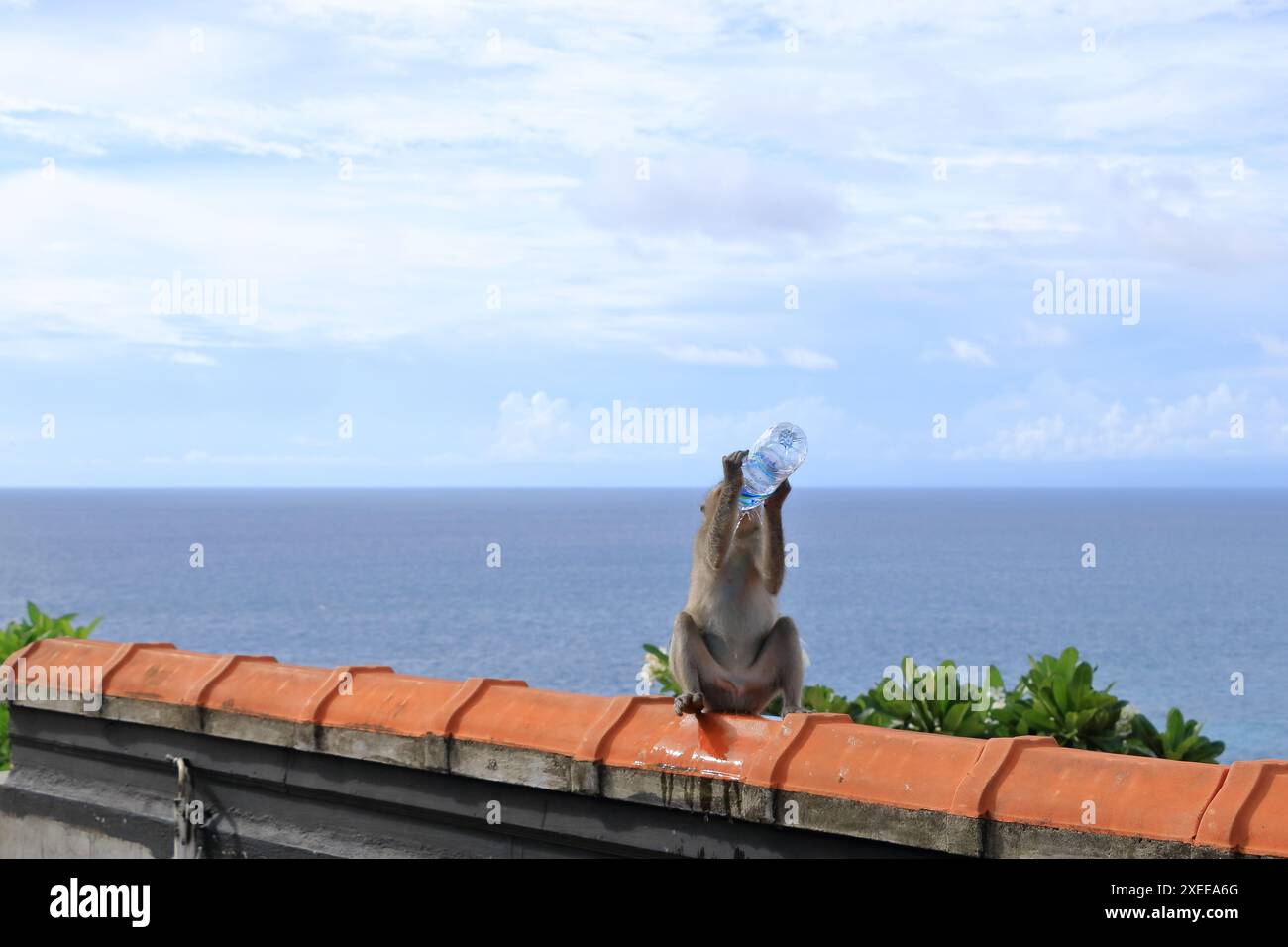 Affe Trinkwasser aus einer Plastikflasche im Uluwatu Tempel auf Bali in Indonesien Stockfoto