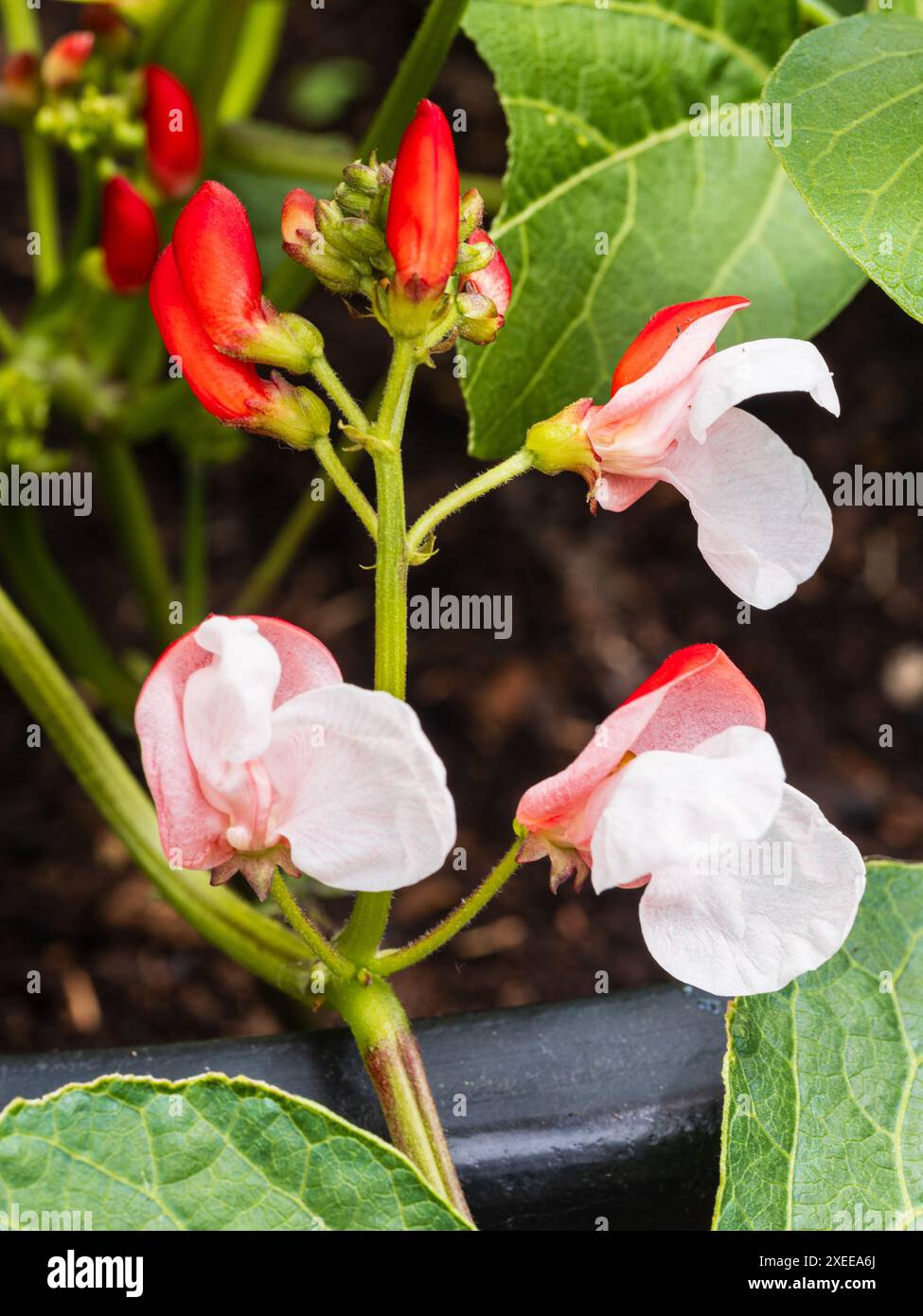 Rote und weiße Sommerblumen des Zwergs, nicht kletternde Laufbohne, Phaseolus coccineus „Hestia“ Stockfoto