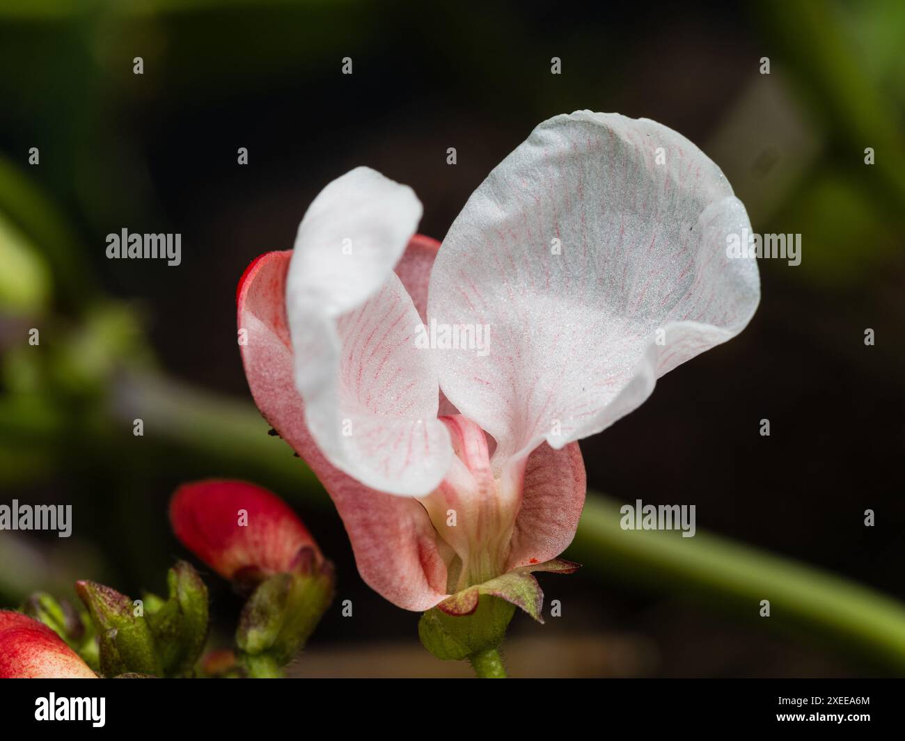 Rote und weiße Sommerblumen des Zwergs, nicht kletternde Laufbohne, Phaseolus coccineus „Hestia“ Stockfoto