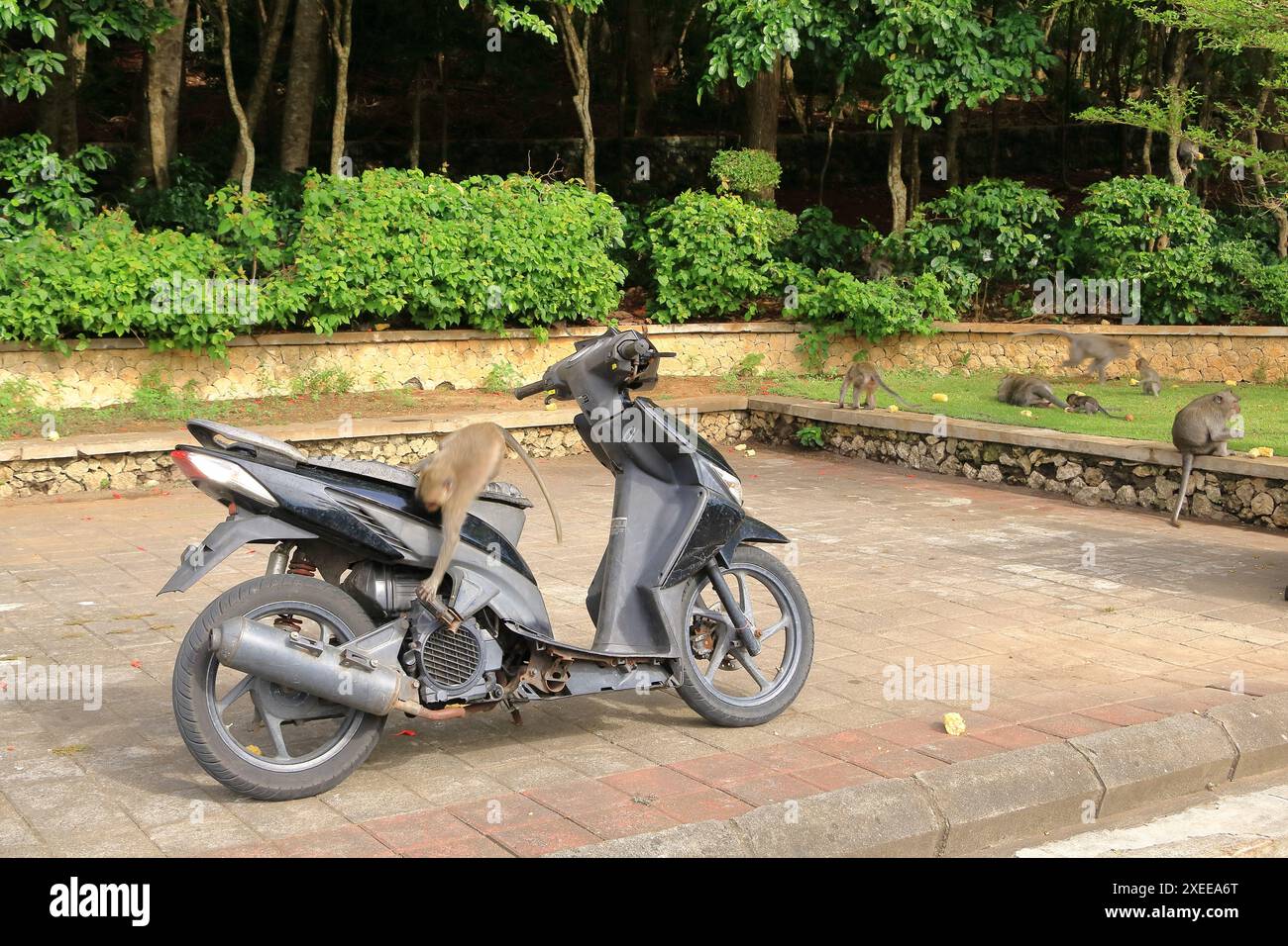 Affen auf einem Motorrad im Uluwatu Tempel, Bali in Indonesien Stockfoto