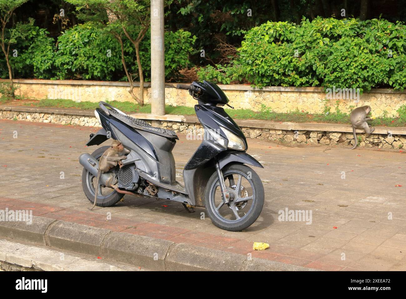 Affen auf einem Motorrad im Uluwatu Tempel, Bali in Indonesien Stockfoto