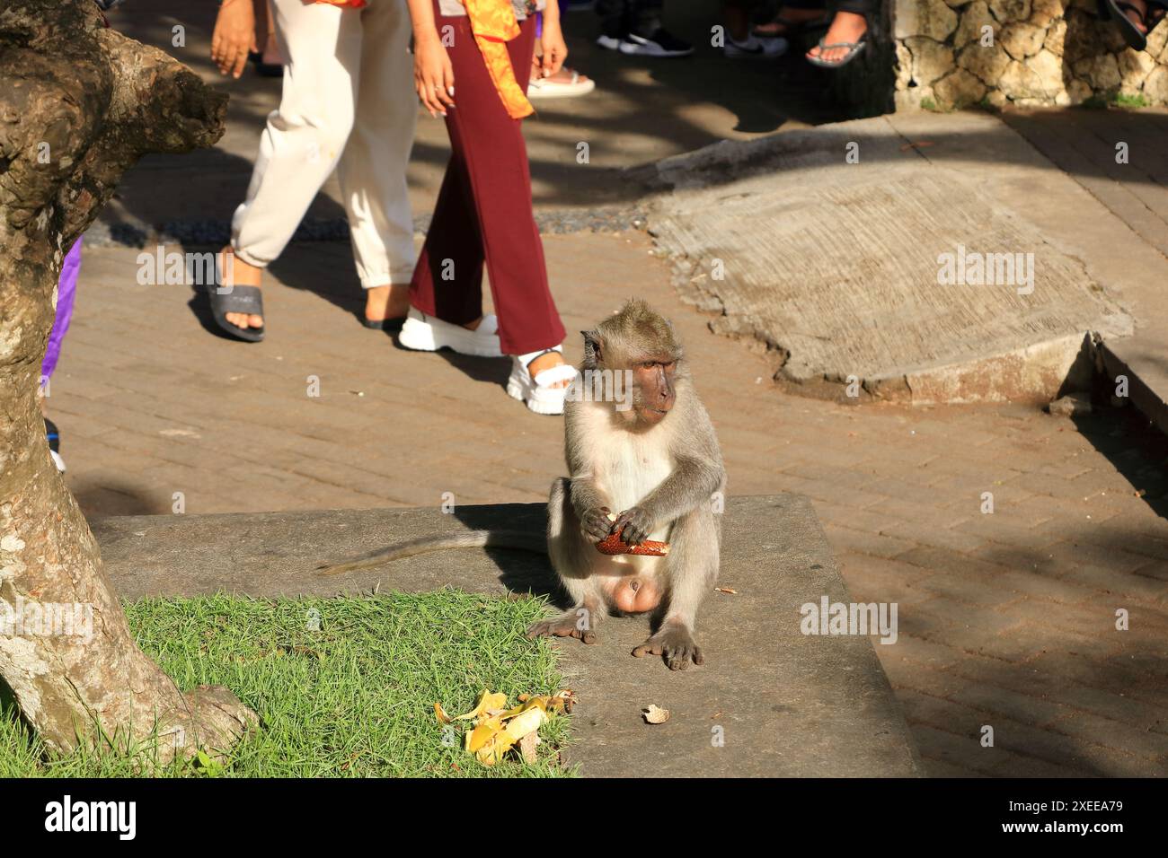 Affe im Uluwatu Tempel, Bali in Indonesien Stockfoto