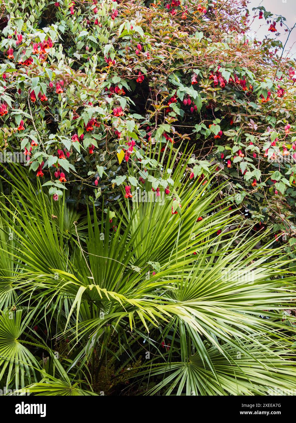 Exotische Gartenpflanzenkombination aus Chamaerops humilis und Abutilon „Patrick Synge“, die durch Acca sellowiana ausgebildet wurde Stockfoto