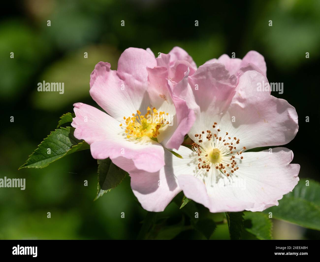 Blassrosa Blüten der harten Hunderose, Rosa canina, eine in Großbritannien einheimische gebräuchliche Wildblume und häufige Kletterer Stockfoto